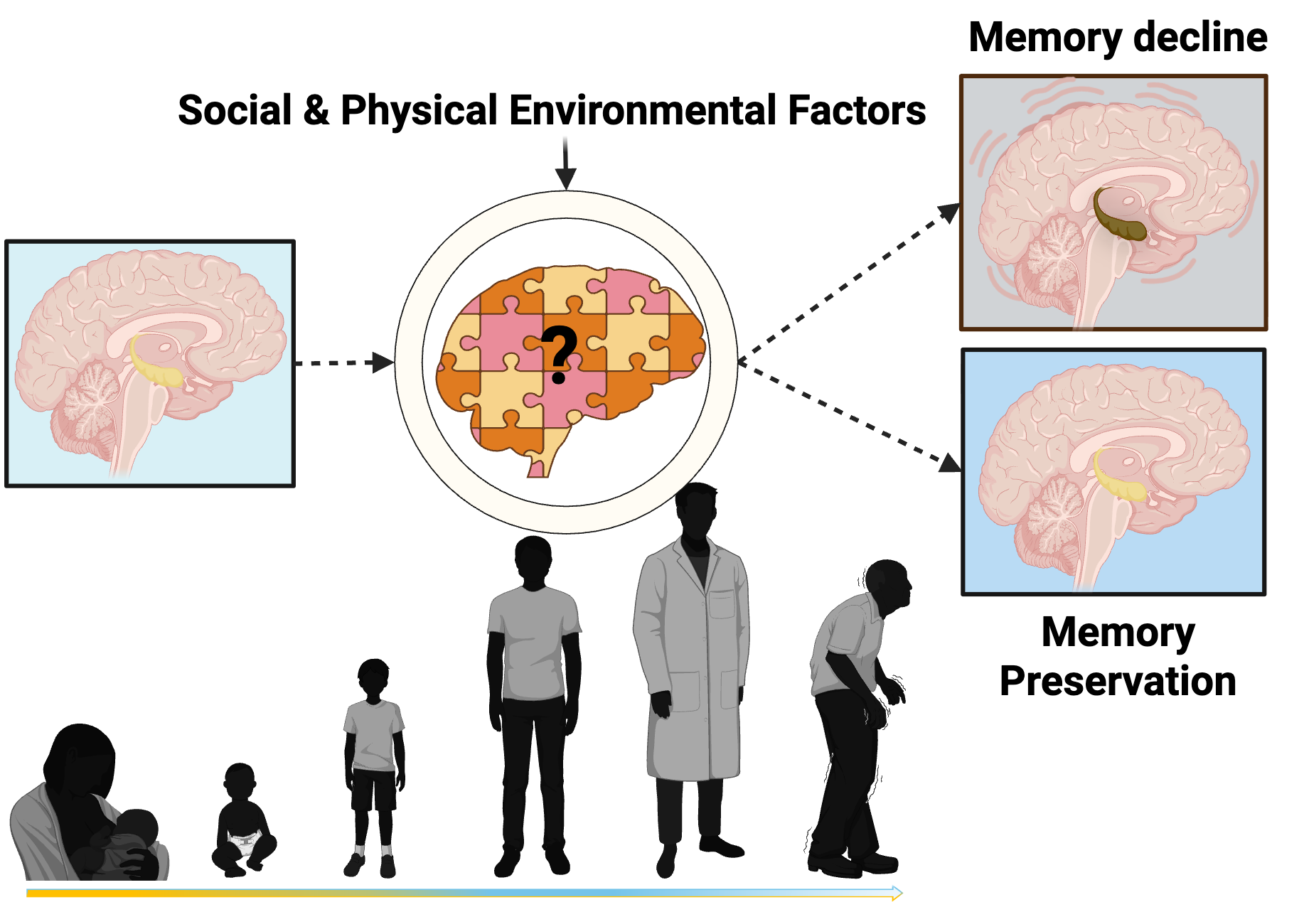 Conceptual diagram: social and physical environmental factors act on the brain across the lifespan, from infancy through older adulthood, shaping whether memory declines or is preserved
