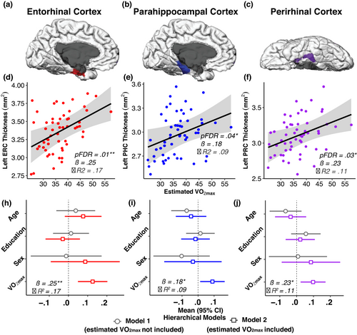 Cortical thickness of the entorhinal, parahippocampal, and perirhinal cortices plotted against estimated VO2max in young adults, with hierarchical model coefficients showing fitness effects adjusted for age, education, and sex
